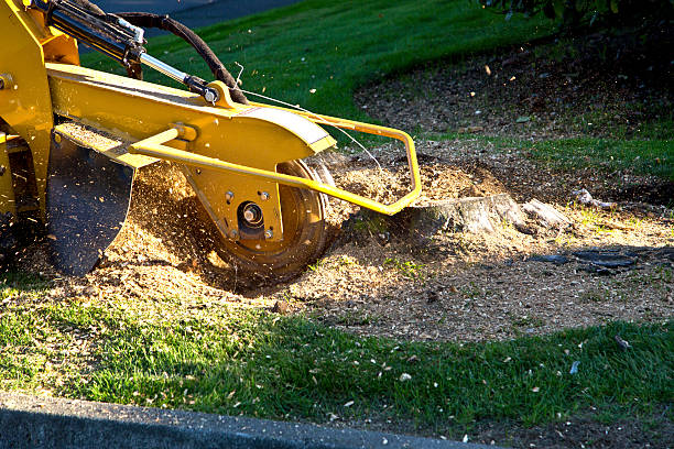 How Our Tree Care Process Works  in  Lindale, TX